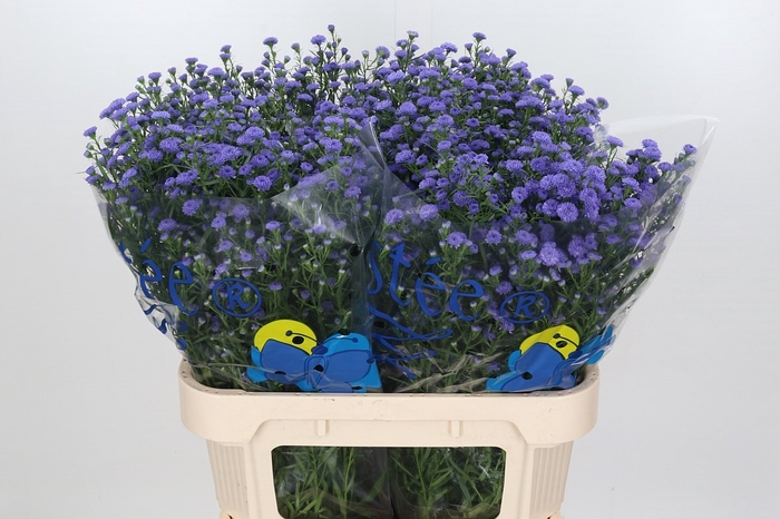 <h4>Aster Baby Parade</h4>
