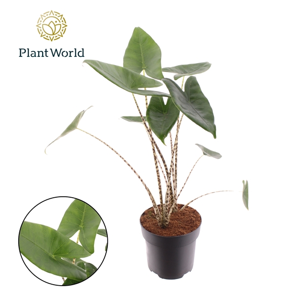 <h4>Alocasia Zebrina</h4>