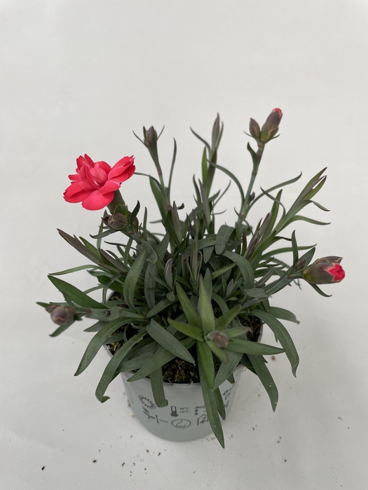 <h4>Dianthus Carmen Red p9</h4>
