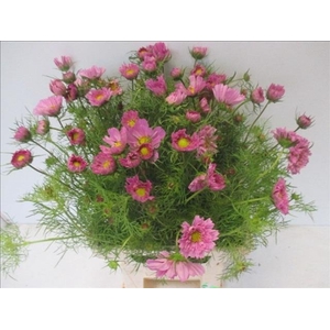 Cosmos Pink