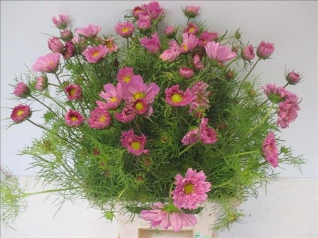 <h4>Cosmos Pink</h4>