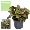 Syngonium Maria Feel Green (Decorum)