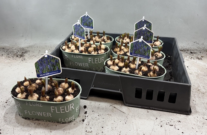 <h4>ARR MUSCARI</h4>