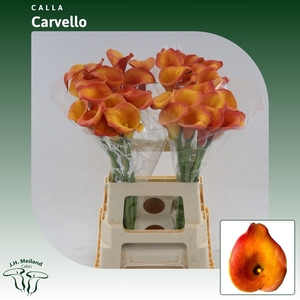 Calla Carvello