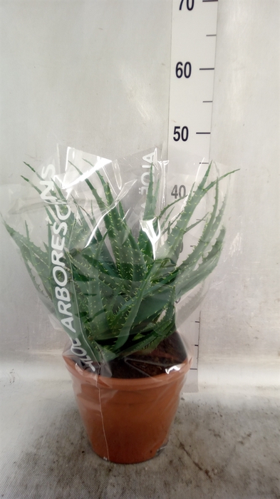 <h4>Aloe arborescens</h4>