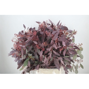 Euca Populus Berry 300gr Abs Red P Bunch