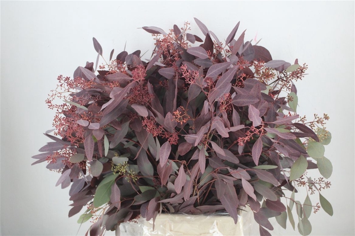 <h4>Euca Populus Berry 300gr Abs Red P Bunch</h4>