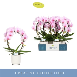 Mirror Miracle Tiana 2 spike in Lazio White