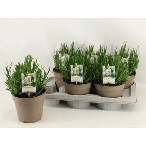 LAVAN AN AROMA WHITE