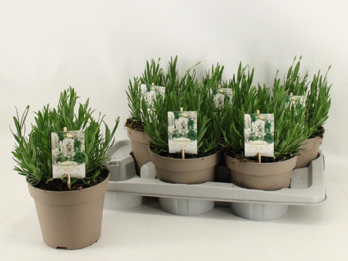 <h4>LAVAN AN AROMA WHITE</h4>