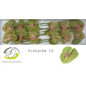Anth A Pistache 13 cm X12 Spek Flowers