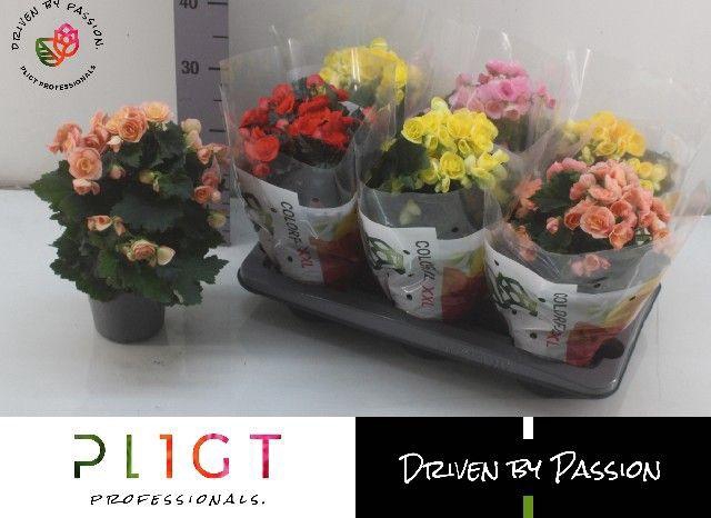 <h4>BEGONIA MIX P14</h4>