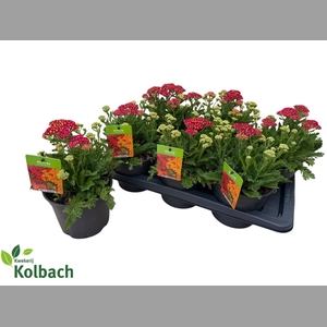ACHI MILLEFOLIUM