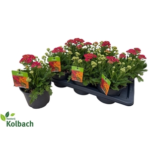 ACHI MILLEFOLIUM