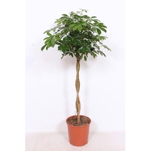 Schefflera arboricola 'Compacta'