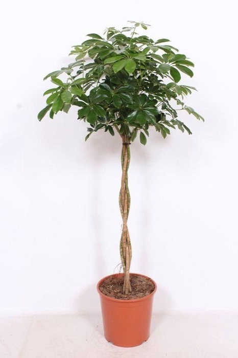 <h4>Schefflera arboricola 'Compacta'</h4>