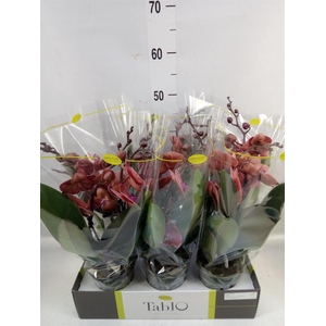 Phalaenopsis   ...orange