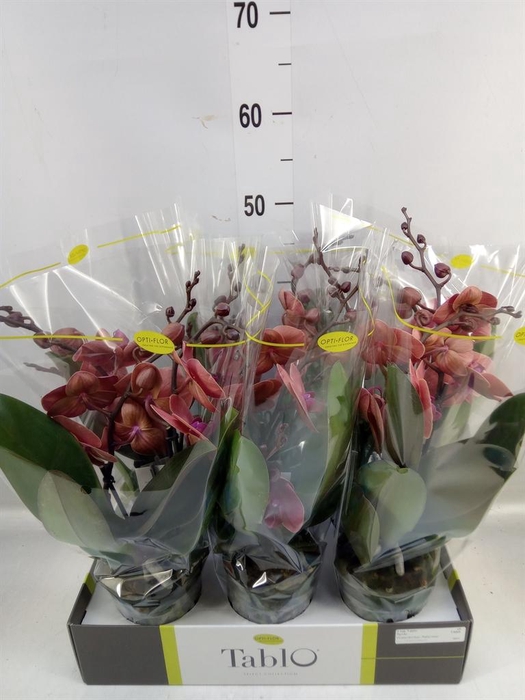 <h4>Phalaenopsis ...orange</h4>