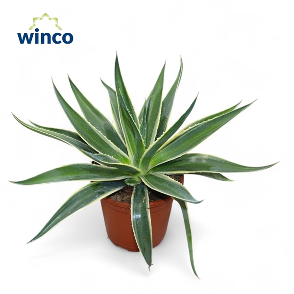 <h4>Agave Vivapara</h4>