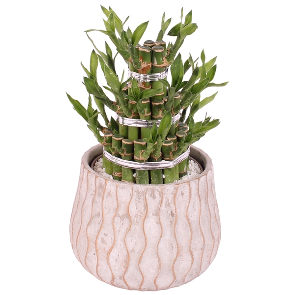 <h4>Lucky Bamboo Shape Round 3B Ø16cm Ceramic PL569</h4>