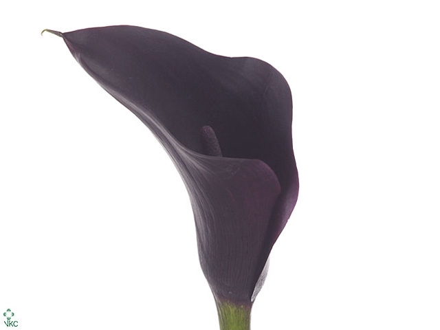 Calla Odessa