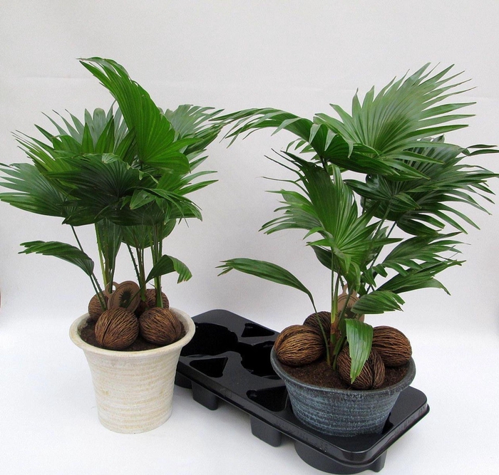 <h4>Livistona rotundifolia</h4>
