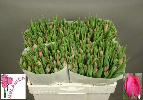 <h4>TU EN FRONTLINE</h4>