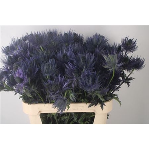 Eryngium Alpinum