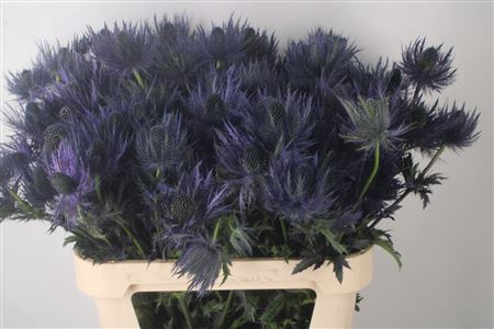<h4>Eryngium Alpinum</h4>
