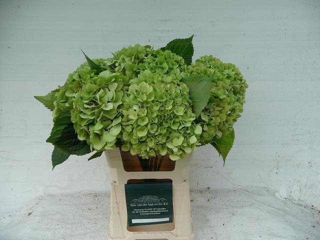 <h4>HYDR M  BLIZZARD CL</h4>