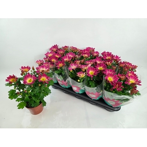 CHRYS RAINB PINK SEC