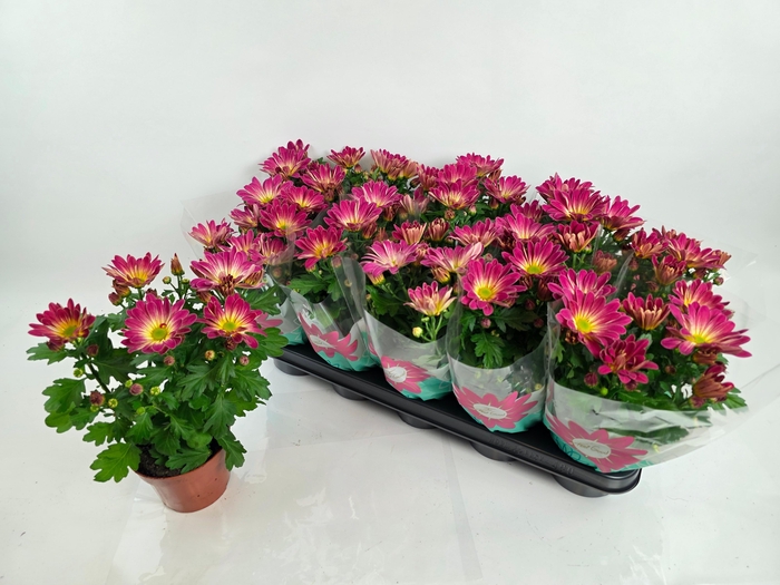 <h4>CHRYS RAINB PINK SEC</h4>