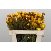 Kaaps Groen Phaenocoma Yellow