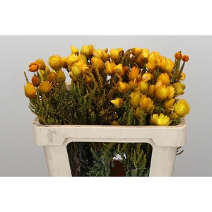 Kaaps Groen Phaenocoma Yellow