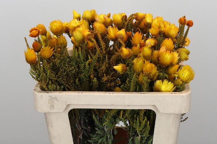 Kaaps Groen Phaenocoma Yellow