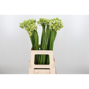 Ornithogalum Saundersiae