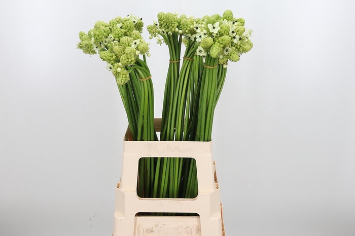 <h4>Ornithogalum Saundersiae</h4>