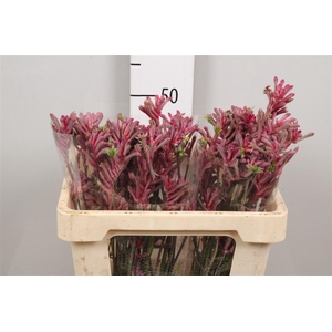 Anigoz Mini Pearl