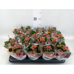 Kalanchoe blos. 'RosDon Victorio'