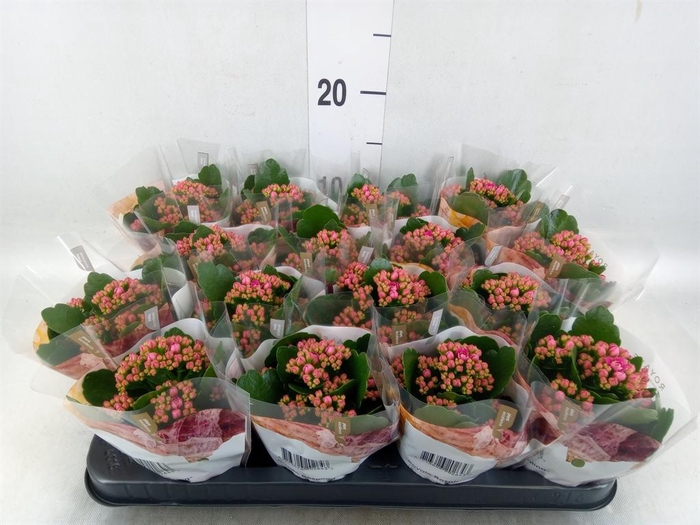 <h4>Kalanchoe blos. 'RosDon Victorio'</h4>