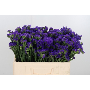 Statice Crystal Dark Blue