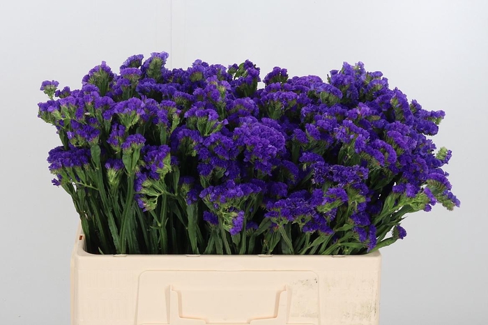 <h4>Statice Crystal Dark Blue</h4>