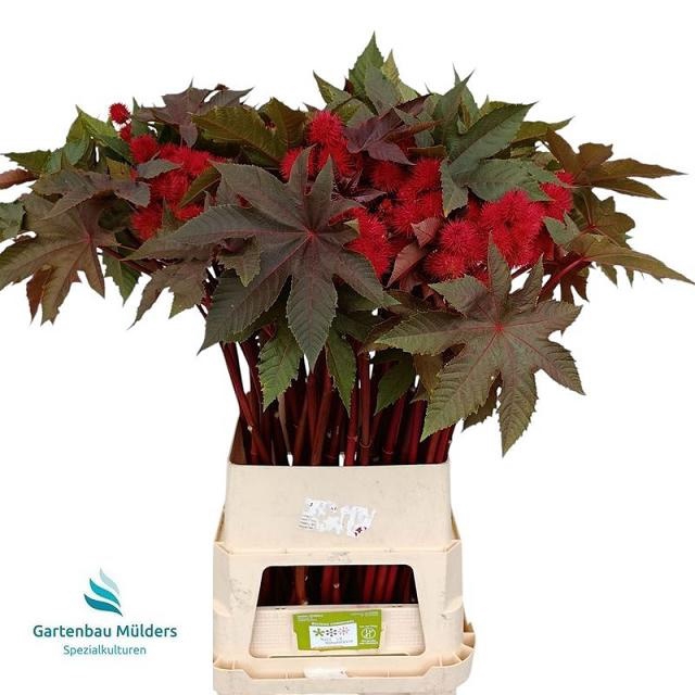 <h4>RICINUS COM IMPALA</h4>