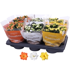 Kalanchoe Rosalina 15cm mix, TST Pasen