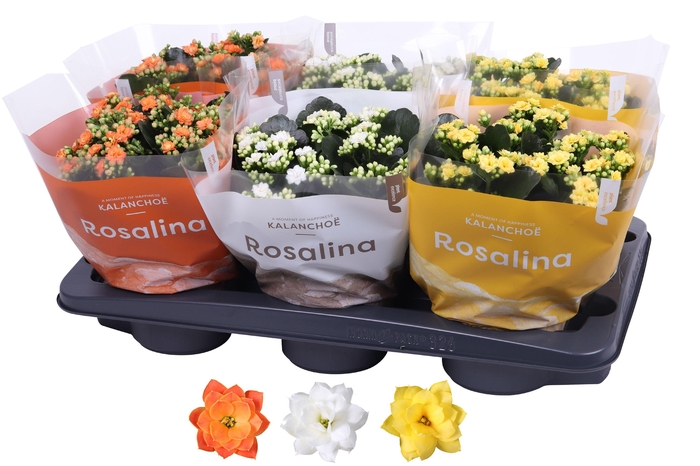 <h4>Kalanchoe Rosalina 15cm mix, TST Pasen</h4>