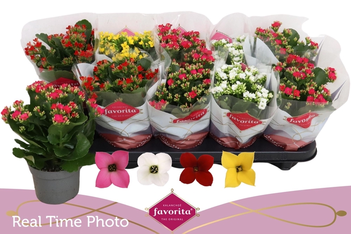 <h4>KAL EN GEM 4 KL</h4>