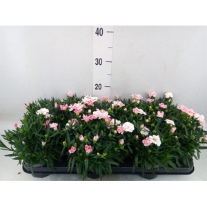 Dianthus  'Oscar White And Red'