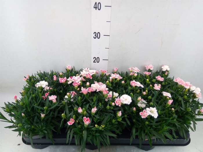 <h4>Dianthus  'Oscar White And Red'</h4>