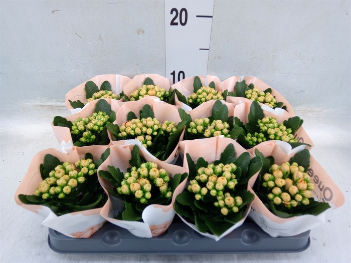 <h4>Kalanchoe  'MoreFlow Lillian'</h4>