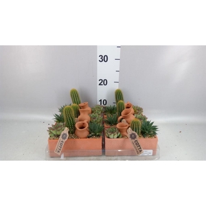 Arr.  Cactus L%